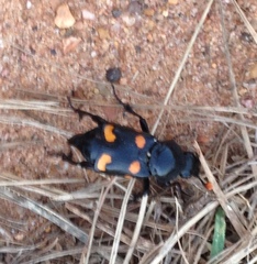 Nicrophorus carolina