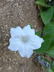 Ruellia leucantha