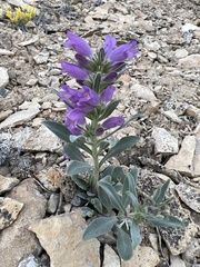 Penstemon eriantherus