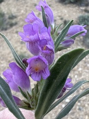 Penstemon eriantherus