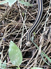 Thamnophis proximus