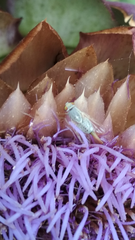 Terellia fuscicornis