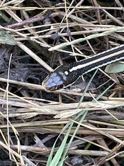 Thamnophis proximus