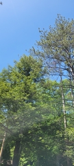 Vireo solitarius