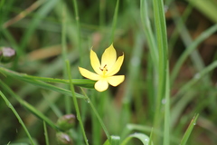 Sisyrinchieae