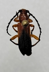 Elytroleptus divisus