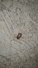 Holochelus