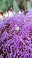 Terellia fuscicornis