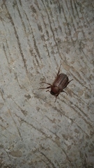 Holochelus