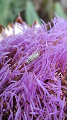 Terellia fuscicornis