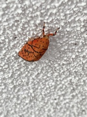 Aberrasine lichenshihi