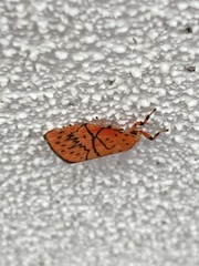 Aberrasine lichenshihi