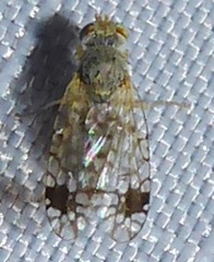 Euarestoides acutangulus