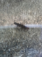 Platydracus cinnamopterus