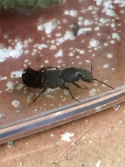 Platydracus cinnamopterus