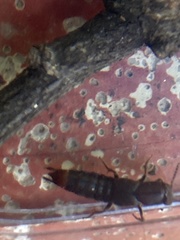 Platydracus cinnamopterus