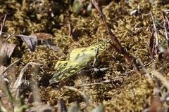 Parnassius eversmanni