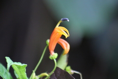 Lobelia laxiflora