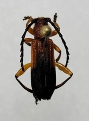 Elytroleptus divisus