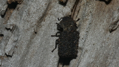 Bolitotherus cornutus