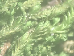 Fissidens osmundioides