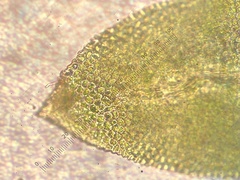 Fissidens osmundioides