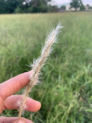 Bothriochloa laguroides