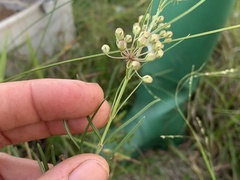 Asclepias linearis