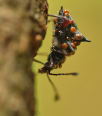 Cacodaemon borneensis