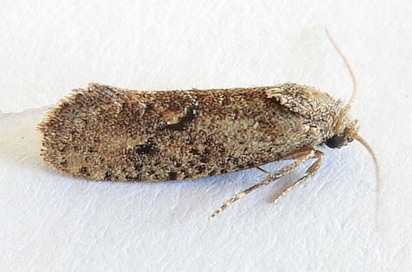 Acrolophus kearfotti