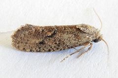 Acrolophus kearfotti