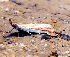 Peoria approximella
