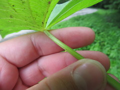 Sagittaria australis