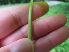 Sagittaria australis