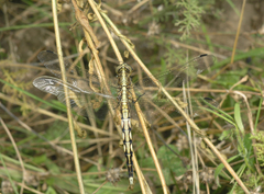 Orthetrum albistylum
