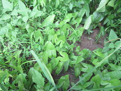 Sagittaria australis