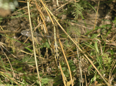 Orthetrum albistylum