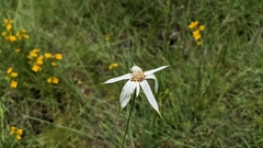 Rhynchospora latifolia