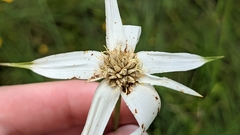 Rhynchospora latifolia