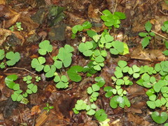 Oxalis illinoensis