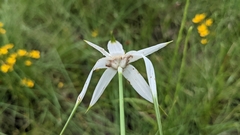 Rhynchospora latifolia