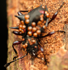 Cacodaemon borneensis