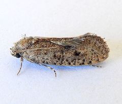 Acrolophus kearfotti