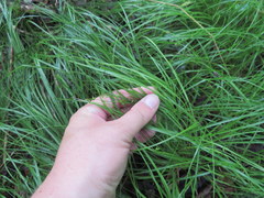 Carex socialis