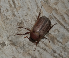 Holochelus