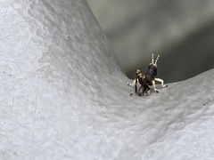 Melanoplus punctulatus