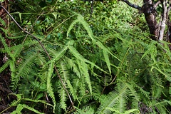 Sticherus owhyhensis