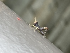 Melanoplus punctulatus