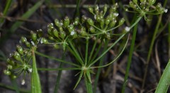 Limnosciadium pinnatum