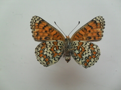 Melitaea ornata